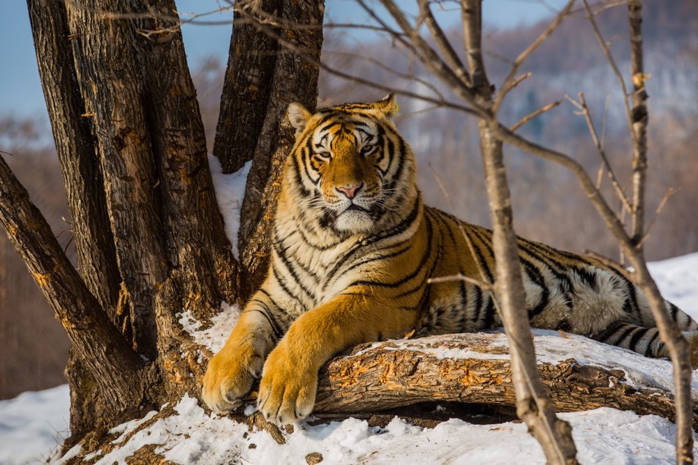 分布在我国的5种老虎:1种灭绝,1种野外灭绝,野生总数不足百