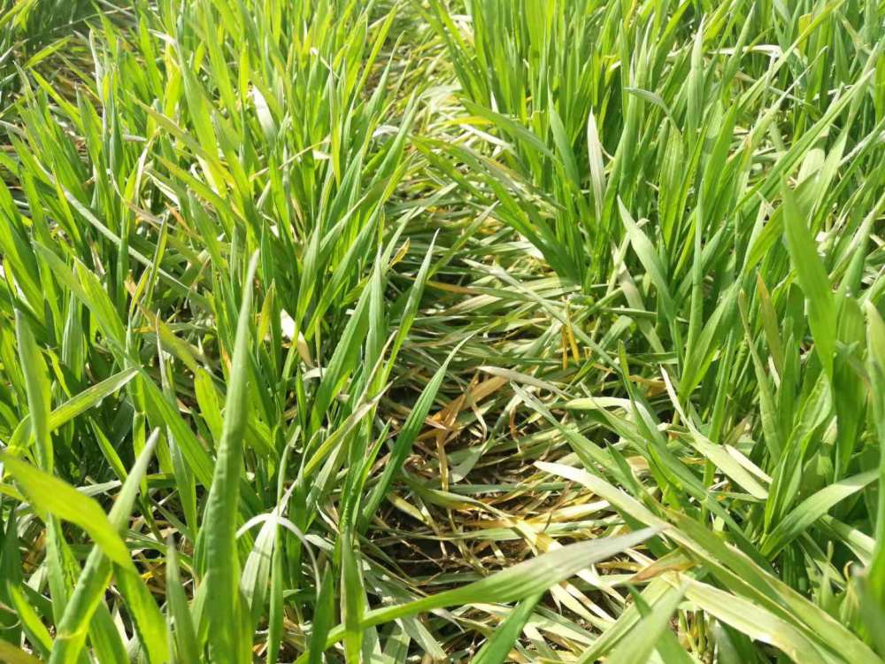 天气变暖,小麦进入返青期,给小麦追肥时该如何选择肥料?