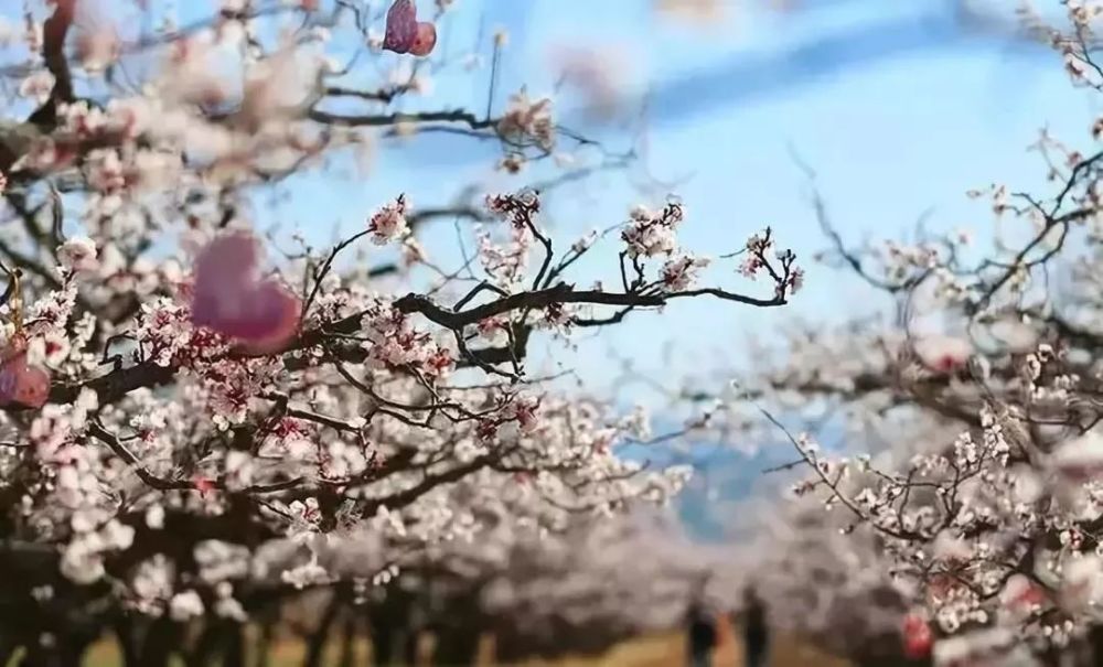 北京赏杏花,为什么不去京郊这个最大的万亩"杏花村"?
