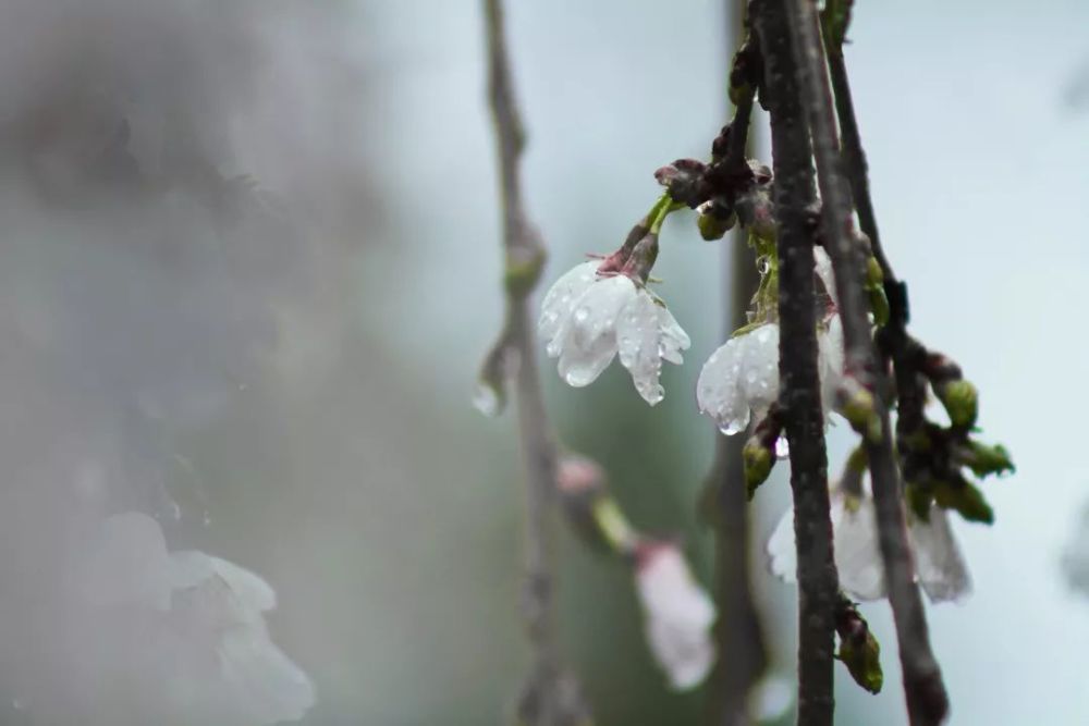 描写春雨的好词,好句,好诗