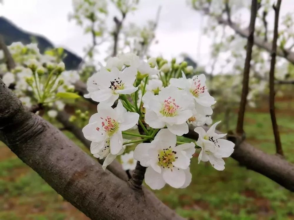 "梨花一支春带雨,千树万树竞开放"大概就是黎埠镇六古村现在的模样.