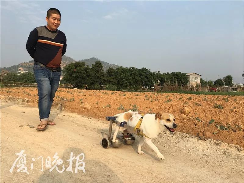 厦门有只瘸腿小狗,每天开"宝马"飞奔!背后故事超暖心