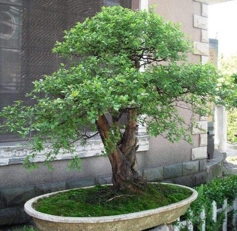 黄杨树,阳台,盆景,植物,盆栽