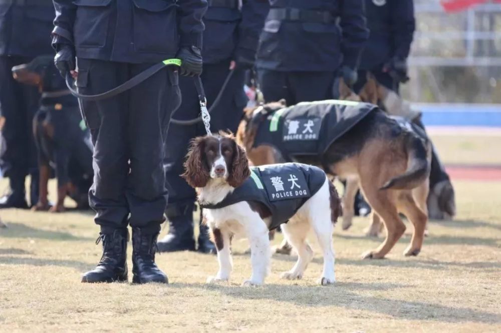 泗洪警犬技术工作获公安部表彰!