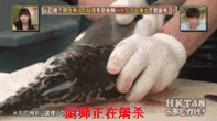 上面的哪一个动物不可爱呢?但是终究没有人能逃得掉真香定律.