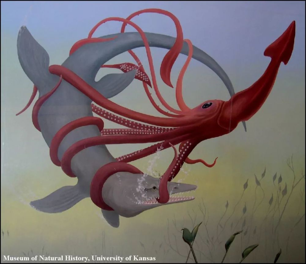 今天海洋中最大的头足纲就是大名鼎鼎的大王乌贼和中爪鱿,它们成为