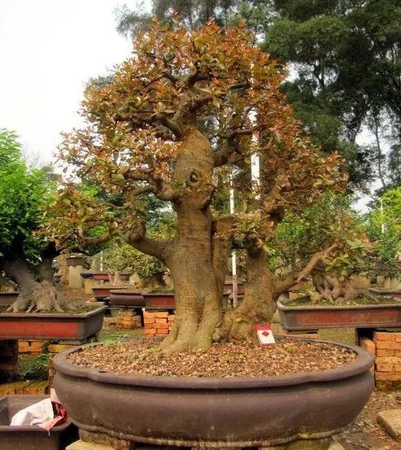红牛盆景的鉴赏与栽培养护