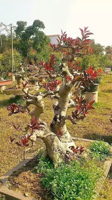 红牛盆景的鉴赏与栽培养护