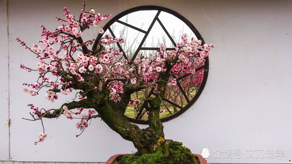 2019,梅花盆景-摄于苏州香雪海景区