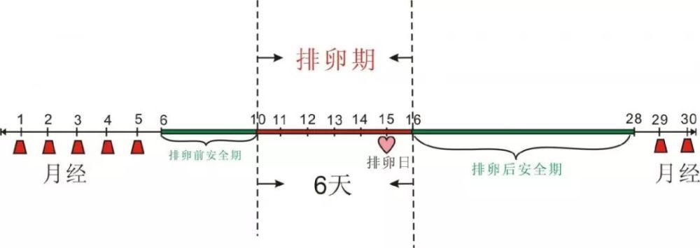 它正常运转,卵巢才可以正常排卵,雌孕激素才可以发生周期性变化.