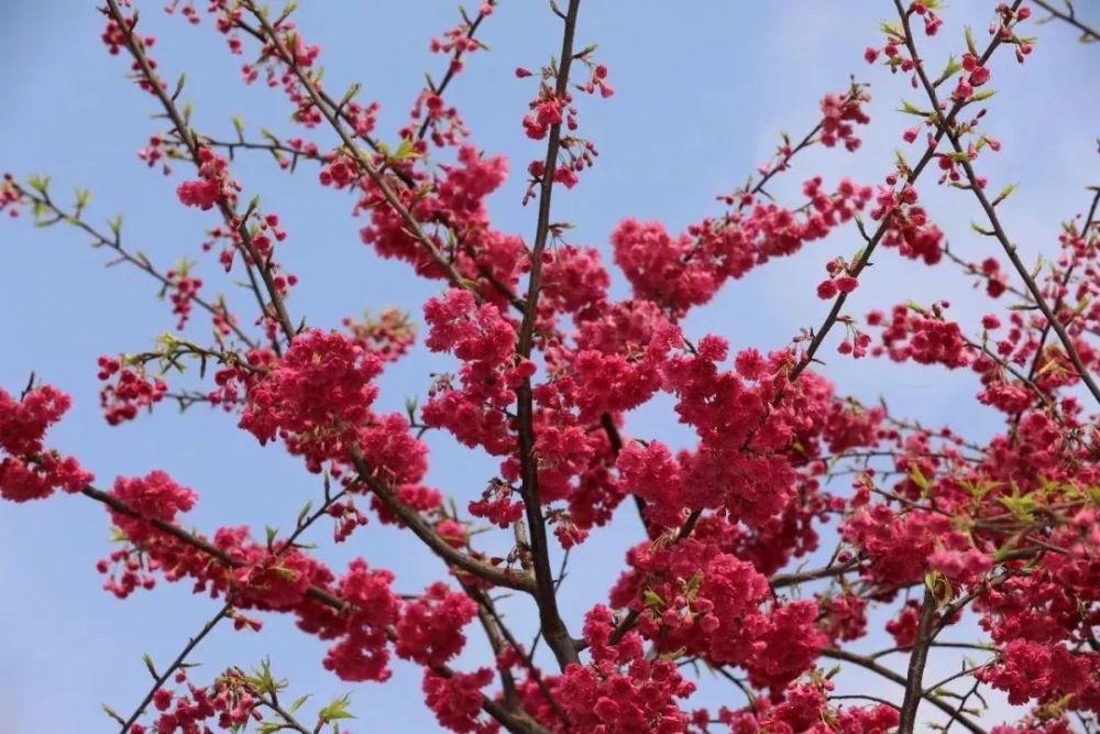 玫红色的樱花一簇簇,形似牡丹, 娇艳如火惹人醉.