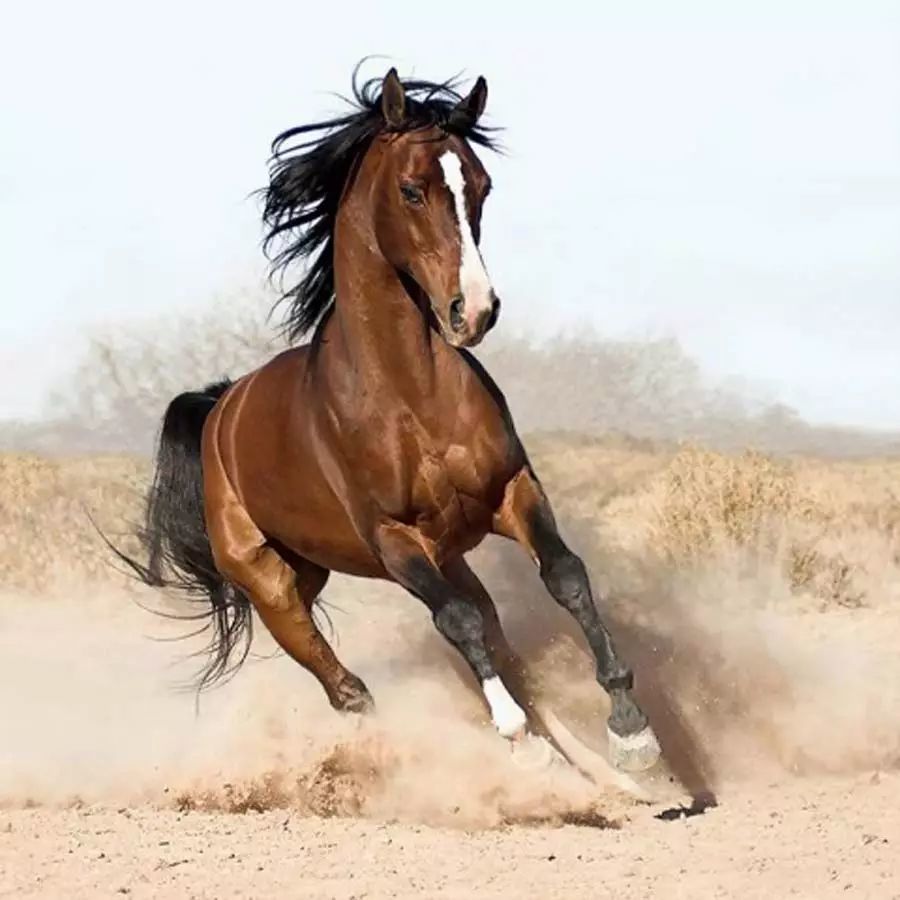 目前世界上最贵的一匹马,就是纯血马,售价高达6400万美元(按现在的