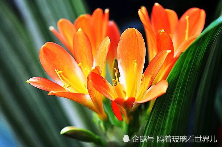 1.细叶君子兰