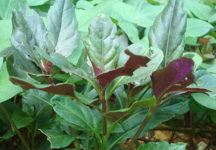 野菜,补血,草本植物,观音菜,绿叶