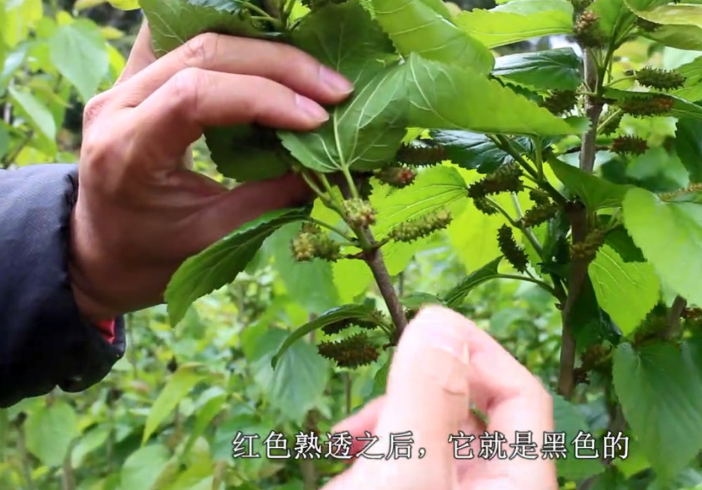 长得像毛毛虫的果子,原来叶子的功效这么多,可以起到抗衰老作用