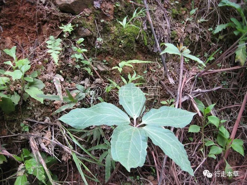 深山奇花异草"七叶一枝花" 重楼的一些说法