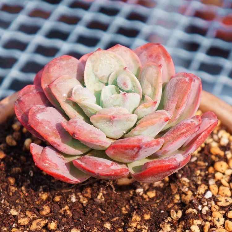 雨滴多肉植物 特别的多肉形态 迎接春暖花开 看点快报