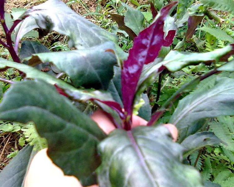 野菜,叶子,紫背菜,广西,营养