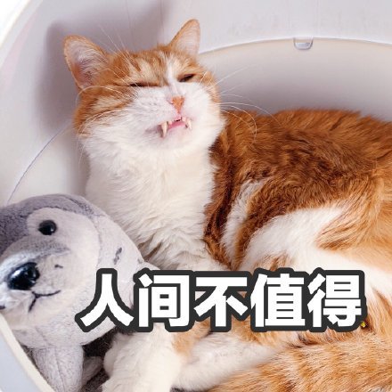 表情包,搞笑,橘猫,情侣,网红猫