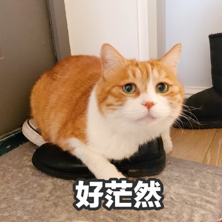 表情包,搞笑,橘猫,情侣,网红猫