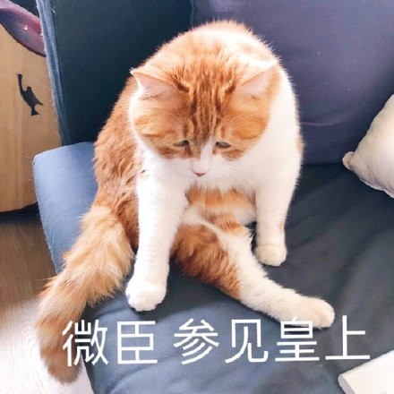 表情包,搞笑,橘猫,情侣,网红猫