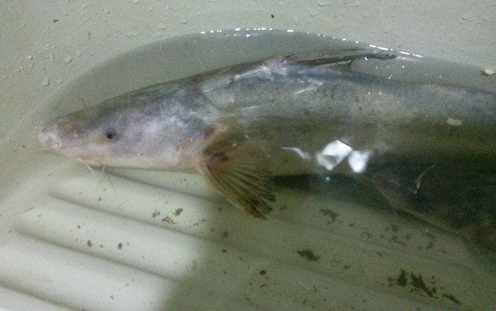 被誉为"长江第四鲜"的鮰鱼,就是四川人口中的江团