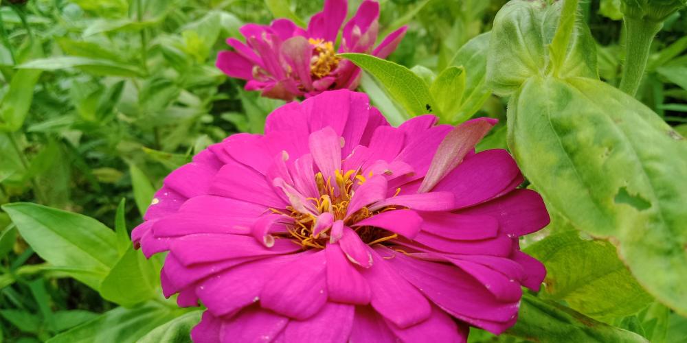 百花争艳,正是赏花的季节,你知道百日菊的花语吗