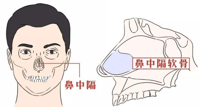 鼻中隔位于左右鼻腔之间,不明白的可以用两个指头分别伸到鼻孔里,两指