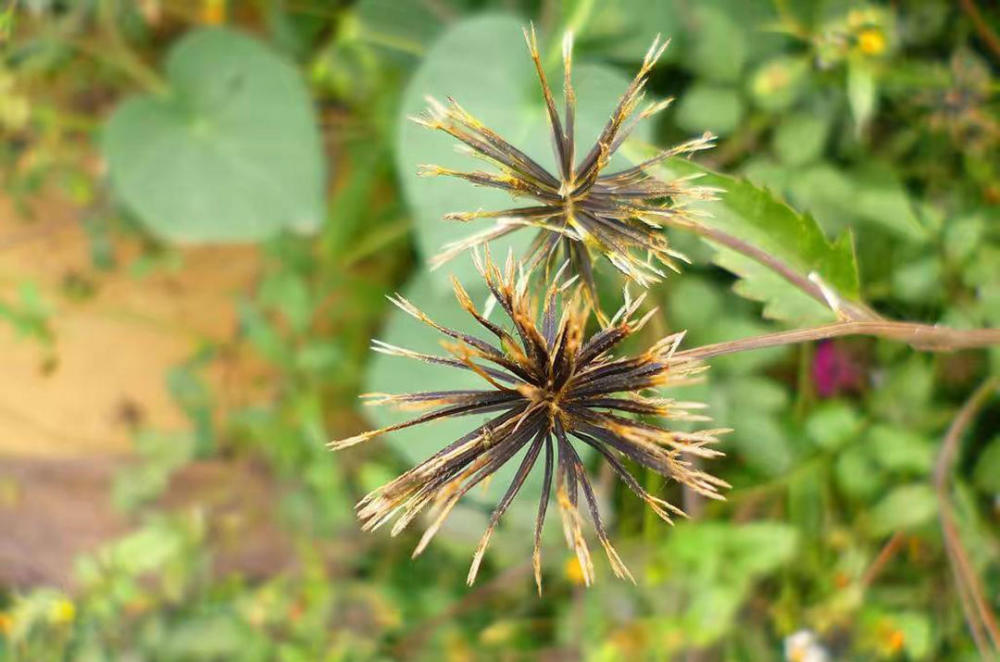 这种野草就是农村常见的"鬼针草",这种草一般长在山野,田间地头,特别