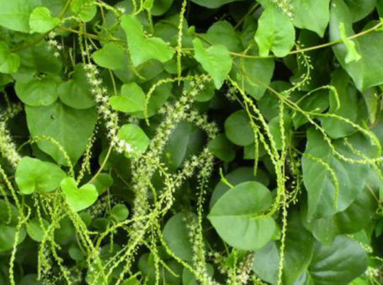 开花极美的藤三七是民间人常用的草药,