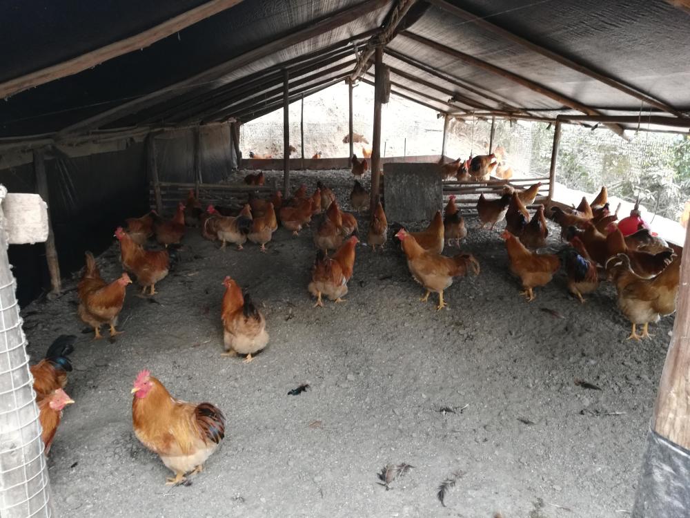 信宜农村里的三黄鸡都住山上 吃山上的料喝山上的泉水