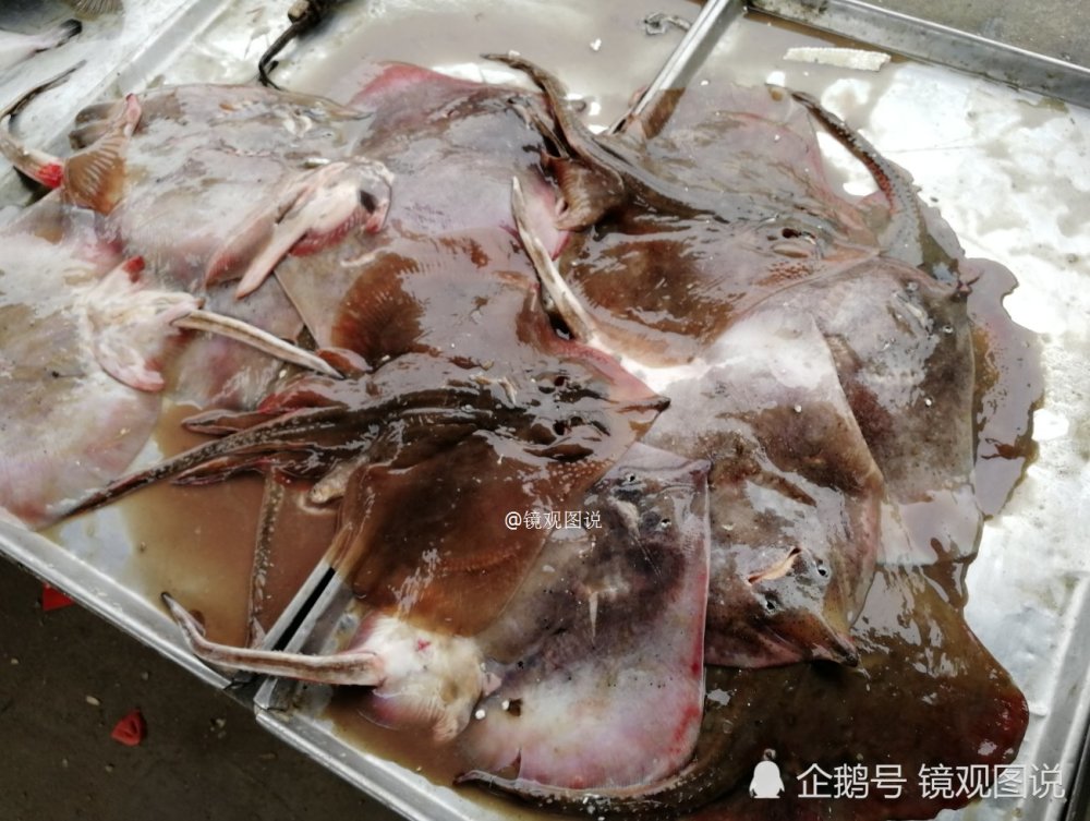 图7是老板鱼,这种鱼属于软骨鱼,没有鱼刺,适合清炖和红烧,味道鲜美.