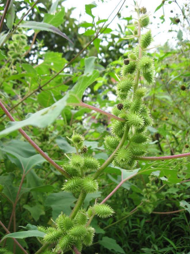 野草,风湿,果实,草药