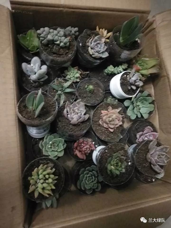 找到绿队的小伙伴, 四个塑料瓶,易拉罐或者废纸箱就可以兑换一个多肉