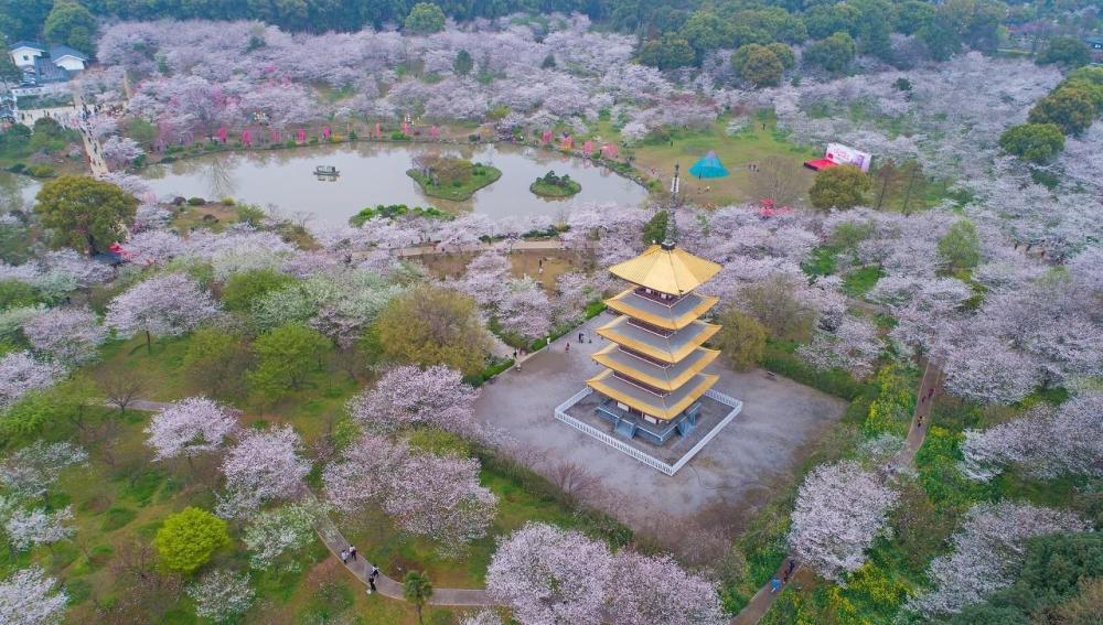 这个地方就是武汉东湖磨山樱园.