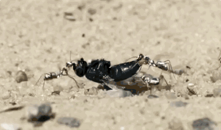 假如蚂蚁放大一万倍会怎么样?比人类还强吗?