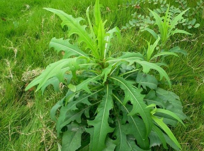 田里一种野菜,可遇不可求,见到是福气,可助女性调经,治血崩