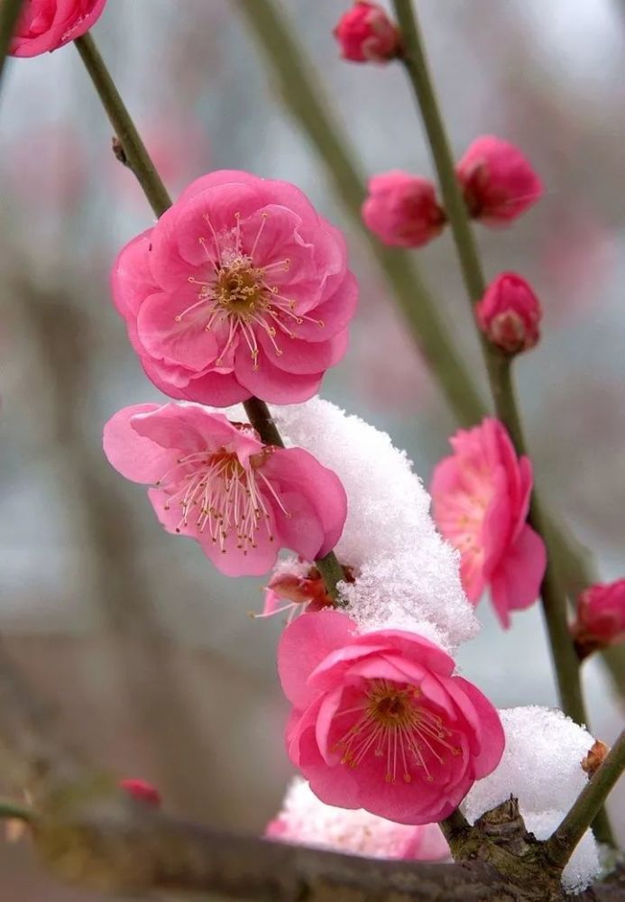 你知道武汉的市花是什么吗?对啦!就是梅花.