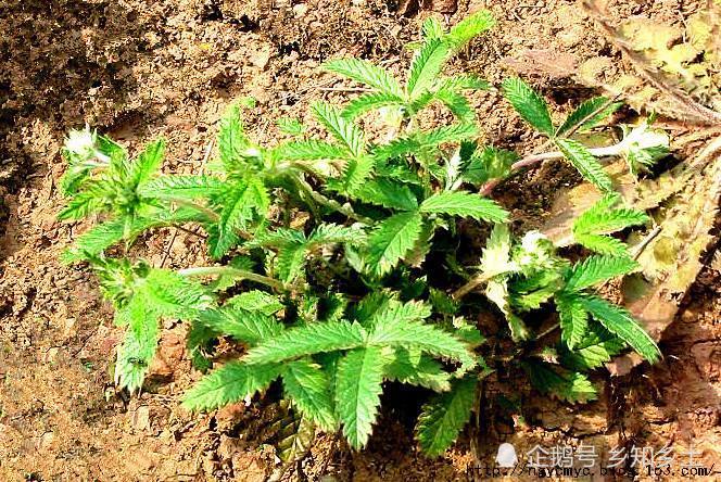 植物,大自然,花朵,鸡腿,羽毛