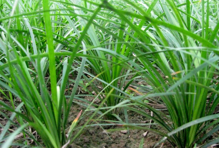 麦冬,杂草,韭菜,药材,遇见