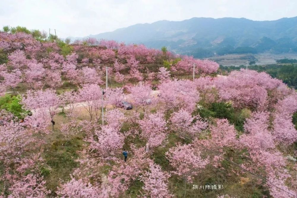 全国最大樱花林就在三明,27万株齐绽放