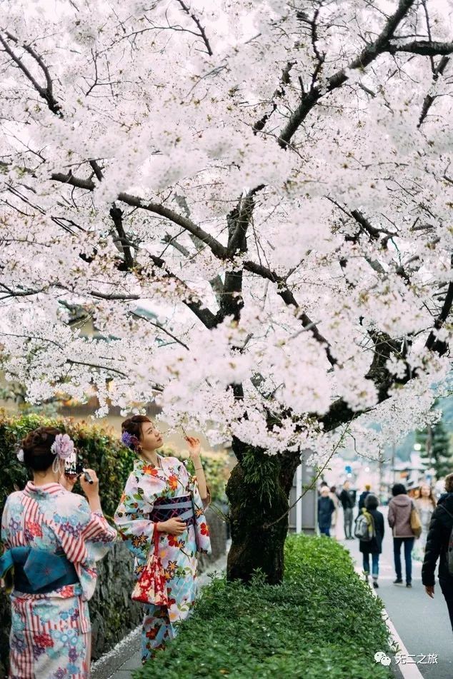 谁说樱花不等人,北海道的樱花可以等你到五月!