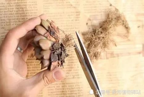 网购回来的多肉怎么种?几个步骤轻松成活!