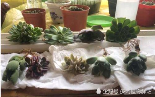 网购回来的多肉怎么种?几个步骤轻松成活!