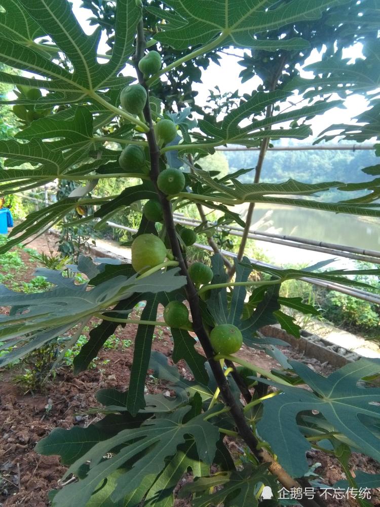 《法华文句》:优昙花者,此言灵瑞.三千年一现,现则金轮王出.