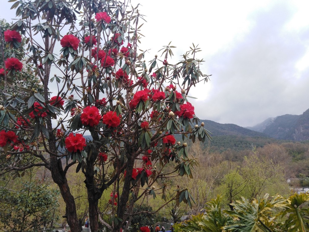 大理苍山马缨杜鹃花正在争艳