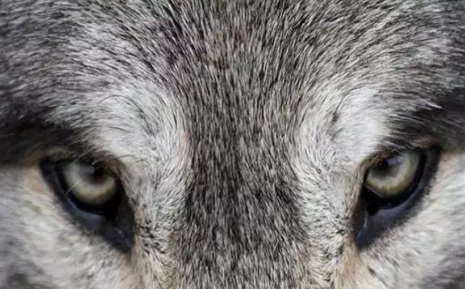 心理学:你觉得哪一匹狼最凶猛?测你预测危机的能力有多强!