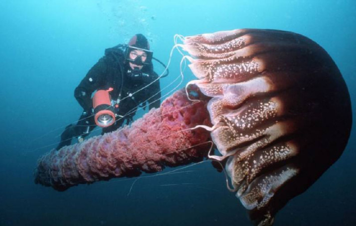 全球稀有的十大巨型生物,中国娃娃鱼称霸世界,日本螃蟹还会吃人