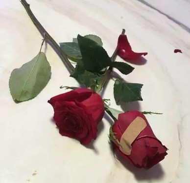 最后一张图就比较凄凉了,两朵红色的玫瑰花还没开始绽放光彩,就被人