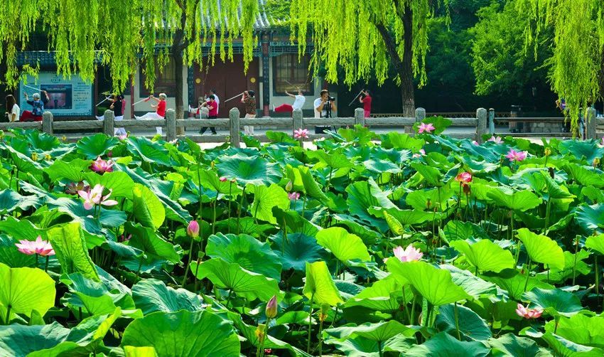 济南,趵突泉公园,大明湖,泉城公园,郁金香,济南植物园